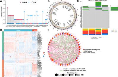 The pyroptosis-related gene signature predicts prognosis and reveals characterization of the tumor immune microenvironment in acute myeloid leukemia